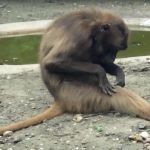 Gelada baboons grooming.