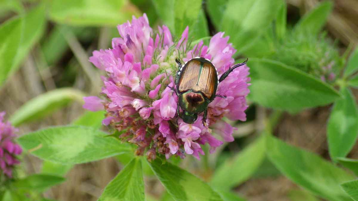 A Japanese beetle on a red clover flower.