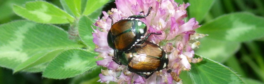 Japanese beetles on red clover flowers.