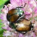 Japanese beetles on red clover flowers.