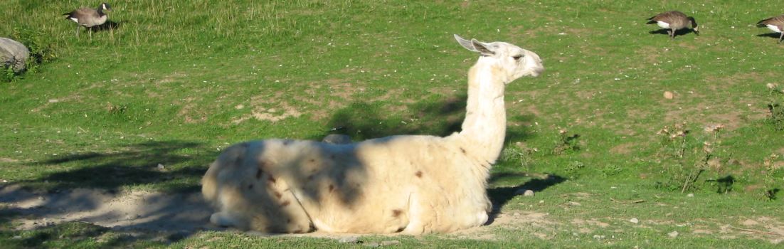 Llama resting.