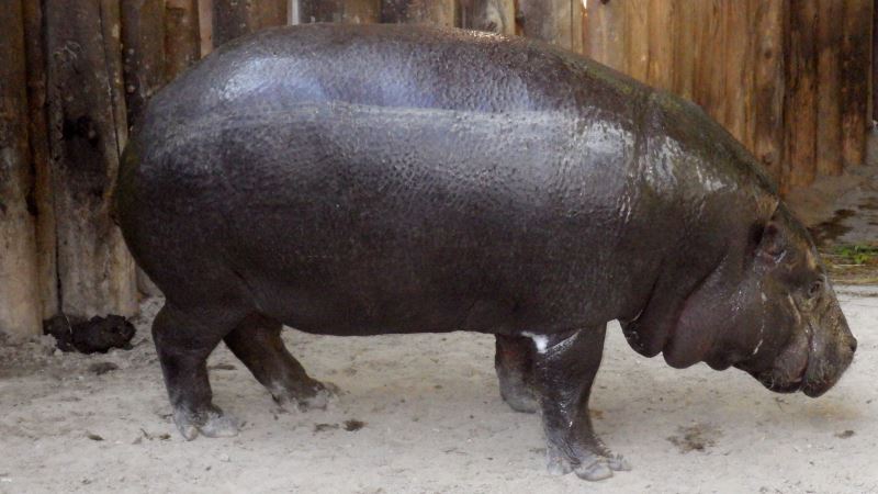 Pygmy Hippopotamus.