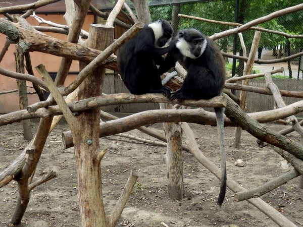 L'Hoest's monkeys grooming each other.