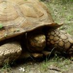 African spurred tortoise.
