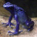 Blue Poison Dart Frog