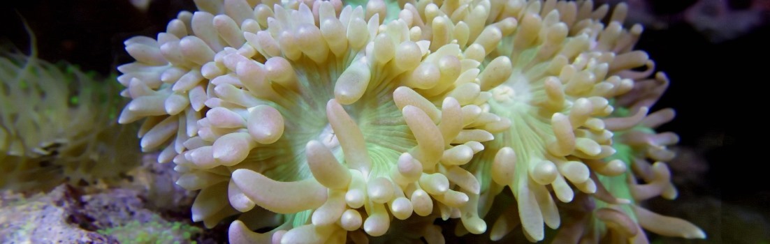 Duncan coral.