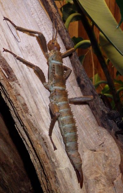 Thorny devil stick insect.