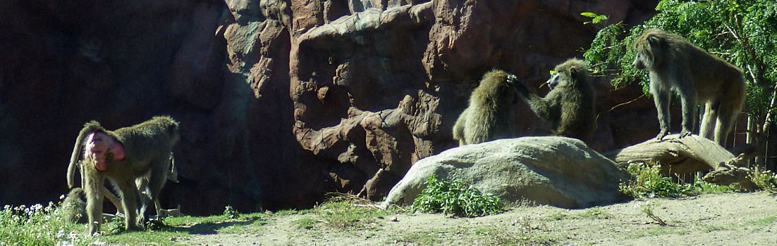 Olive baboons.