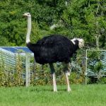 Ostriches.
