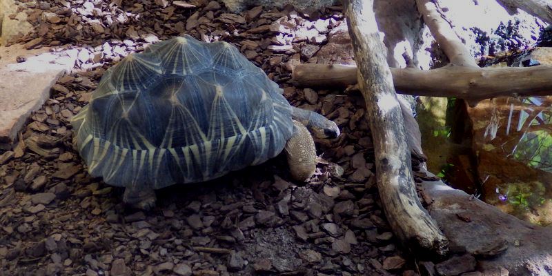 Radiated tortoise.