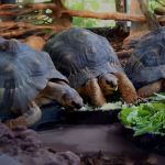 Radiated tortoises eating.