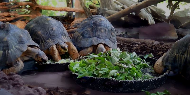 Radiated tortoises eating.