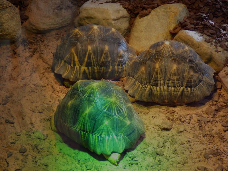 Radiated tortoises.