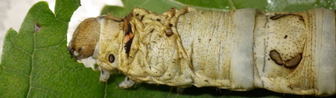 Silkworm eating close up.