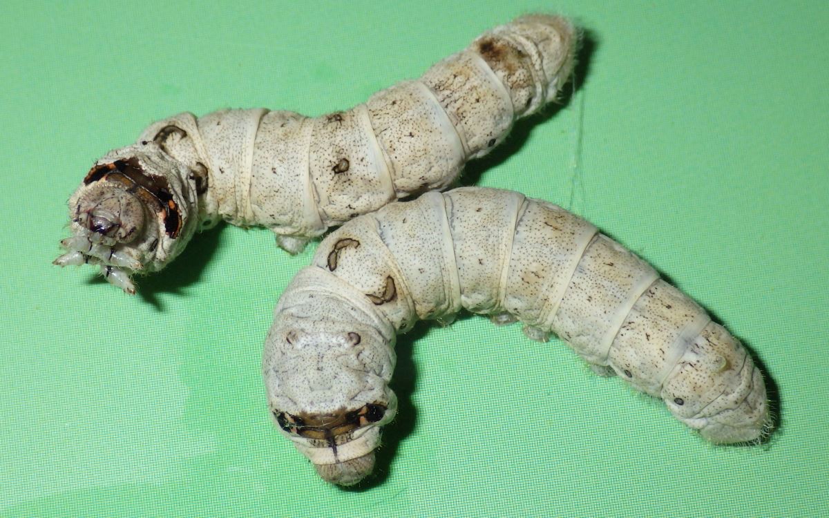 Silkworms close up.