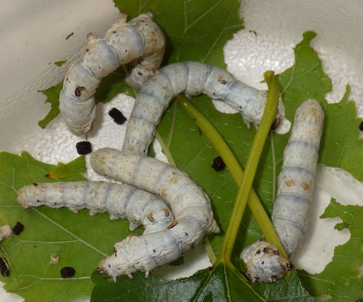 Silkworms eating mulberry leaves.