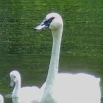 A family of trumpeter swans in the Toronto Zoo.