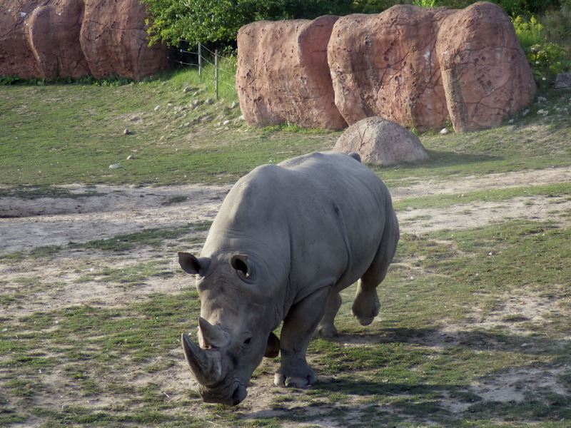 White Rhinoceros.