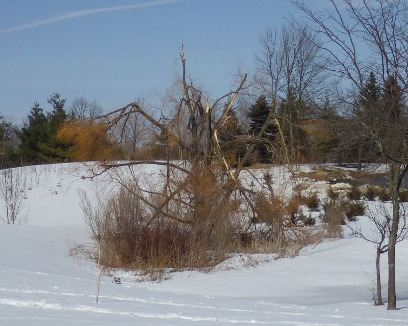Damaged willow tree.
