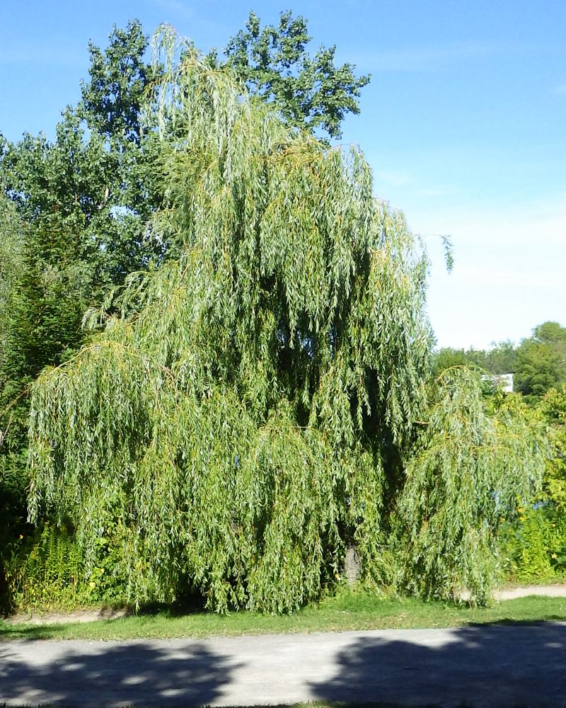 Willow Tree.