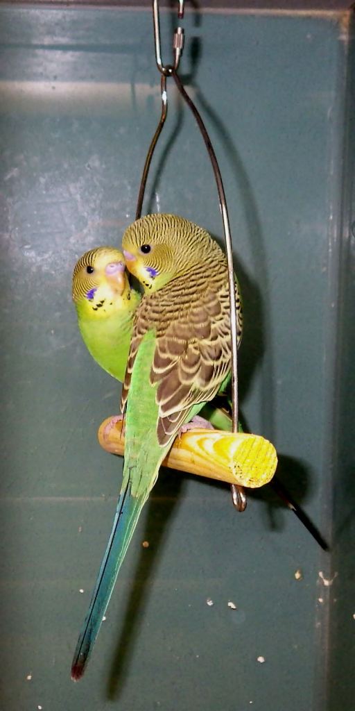 Budgies (Melopsittacus undulatus) being sold as pets in a pet store. The coloration of these birds is similar to the wild form.