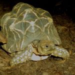 Burmese star tortoise.