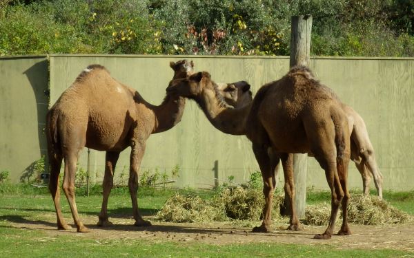 Dromedary camels.