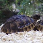 Tortoises in the Genus Testudo