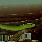 Green Mamba