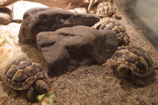 Hermann's Tortoises.
