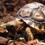 Leopard tortoise.