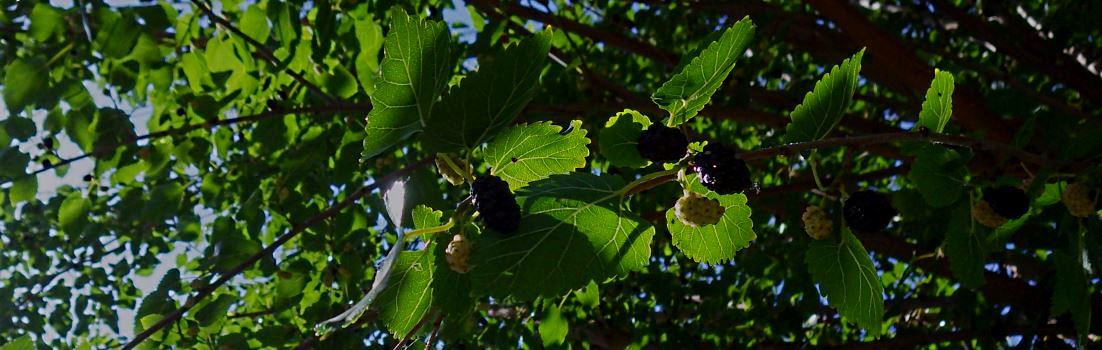 Mulberry foliage.
