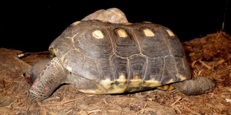 Red-footed tortoise.