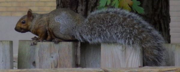 Eastern Gray Squirrel.