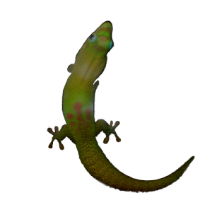 Day gecko.