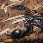 Asian Forest Scorpion.