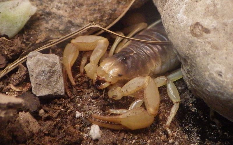 Desert hairy scorpion.