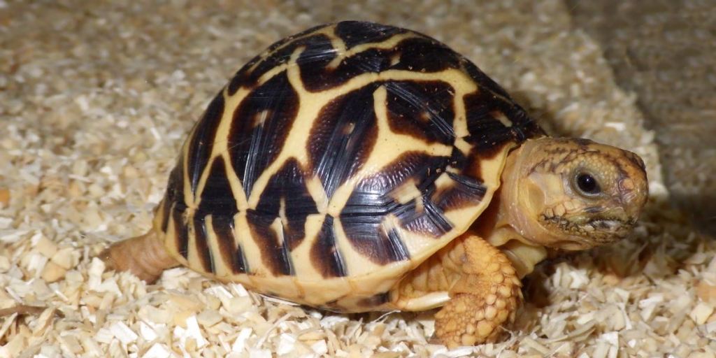 Indian star tortoise.