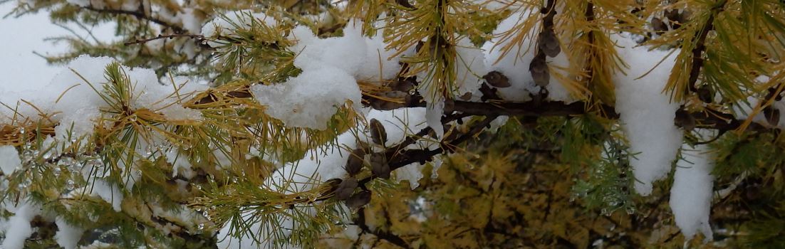 Larch with snow on it.