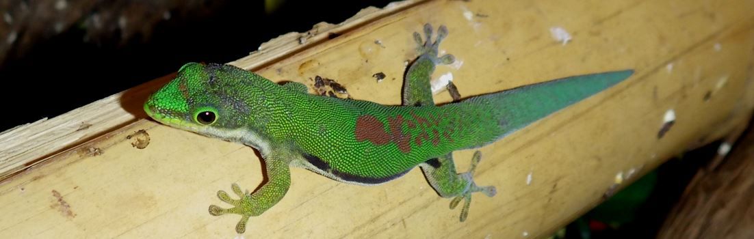 Madagascar lined day gecko.