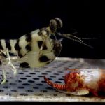 Zebra mantis shrimp.