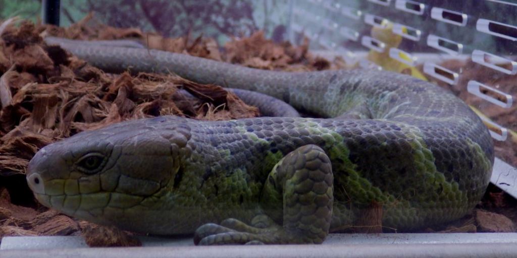 Monkey-tailed skink.