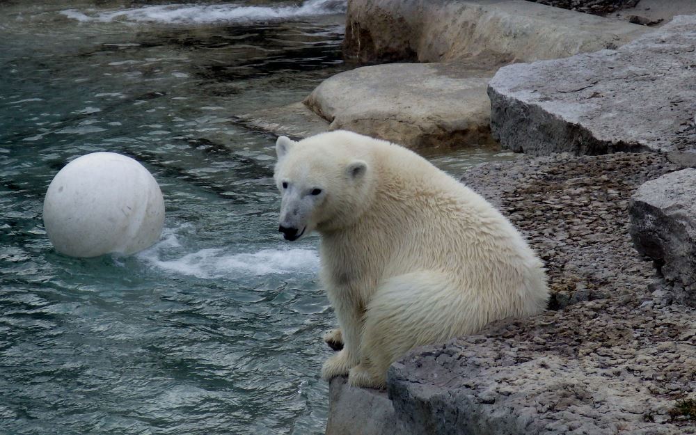 Polar bear sitting next to water.