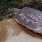 Spiny softshell turtle.