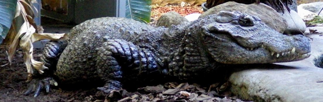 African dwarf crocodile.