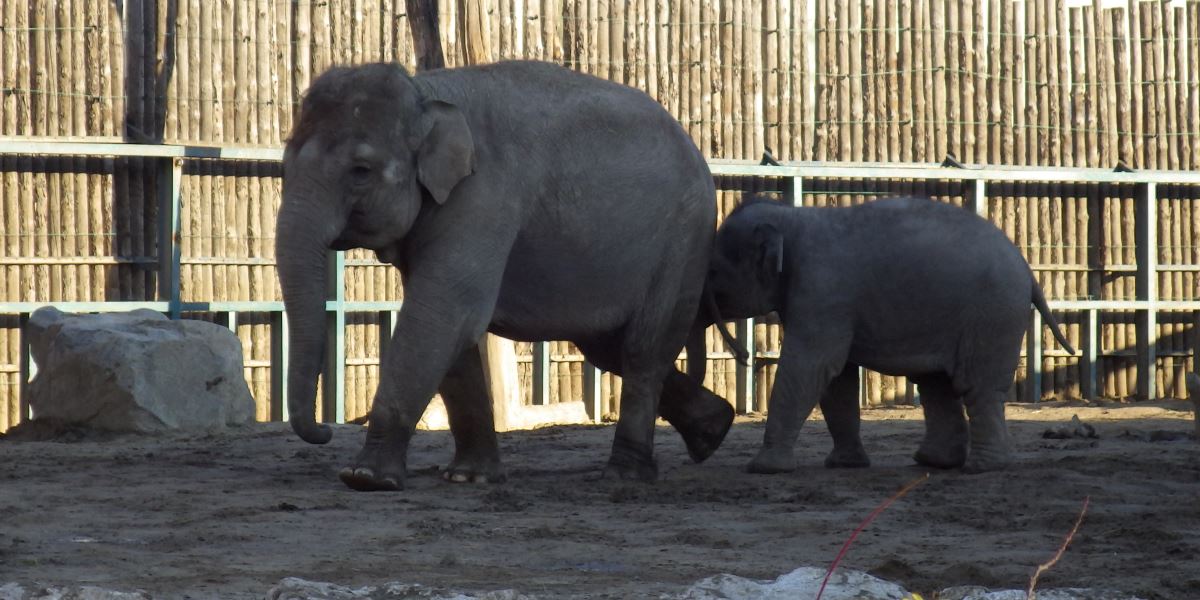 An Asian elephant (Elephas maximus) mother with her calf  in the Budapest Zoo. When I visited these elephants were running around outside the elephant house in spite of the slightly chilly air.