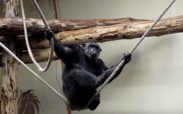 Common chimpanzee.