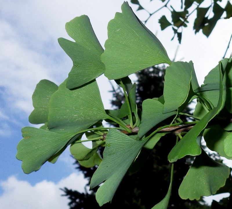 A close up of the leaves of the Ginkgo biloba tree.