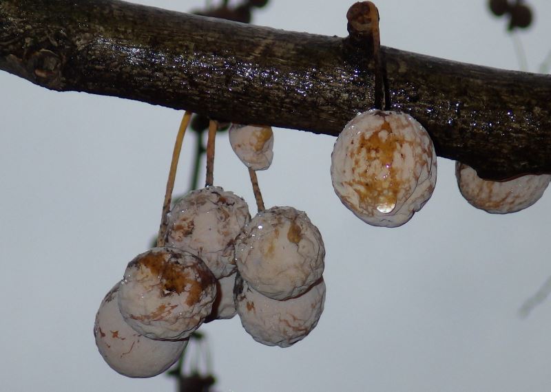 Ripe seeds of the Ginkgo biloba tree.