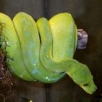 Green tree python.